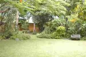 back yard 1