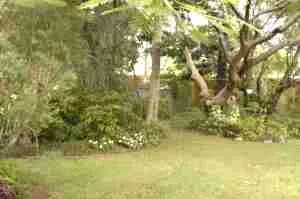 back yard 2