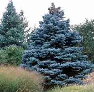 majestic blue spruce