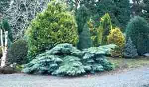 magnificent greenstead